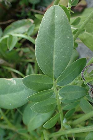 Anthyllis vulneraria subsp. polyphylla \ Steppen-Wundklee, Ungarischer Wundklee / Many-Leaved Kidney Vetch, D Mannheim 27.4.2022