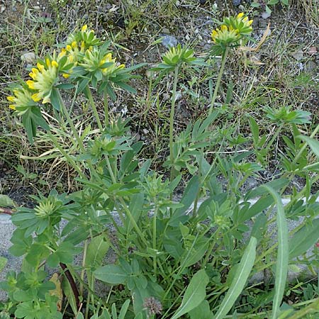 Anthyllis vulneraria subsp. polyphylla \ Steppen-Wundklee, Ungarischer Wundklee / Many-Leaved Kidney Vetch, D Mannheim 27.4.2022