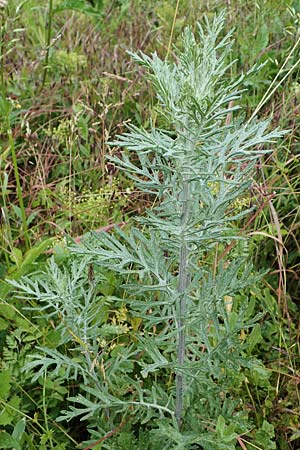 Artemisia vulgaris \ Gewhnlicher Beifu, D Rauenberg 29.5.2022