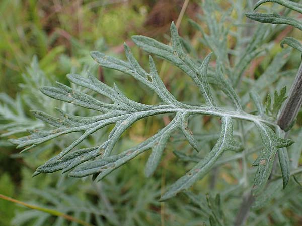 Artemisia vulgaris \ Gewöhnlicher Beifuß, D Rauenberg 29.5.2022