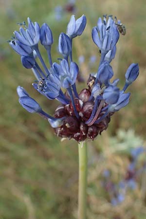 Allium vineale \ Weinberg-Lauch / Wild Onion, D Thüringen, Erfurt 19.6.2023