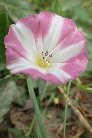 Convolvulus arvensis / Field Bindweed, D Weinheim an der Bergstraße 15.6.2015