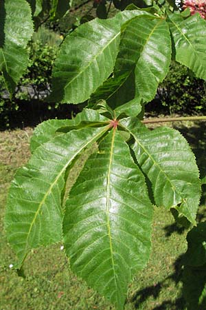 Aesculus hippocastanum x pavia \ Rote Ross-Kastanie, Scharlach-Kastanie, D Odenwald, Schönau 26.4.2007