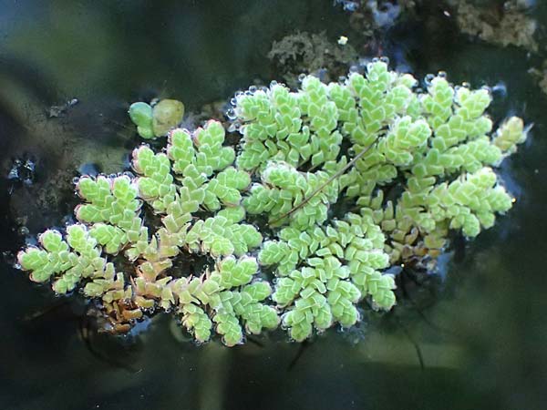 Azolla filiculoides \ Groer Algenfarn / Water Fern, D Rheinau 1.6.2021