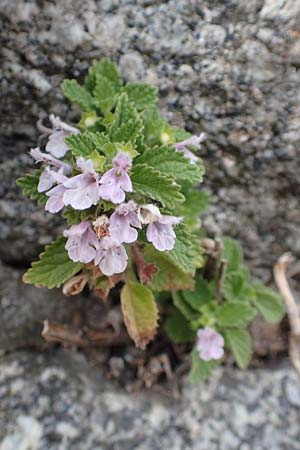 Ballota nigra subsp. meridionalis / Black Ballota, D Heppenheim 7.9.2017