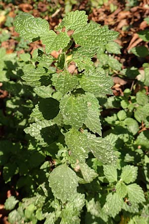 Ballota nigra subsp. nigra \ Echte Schwarznessel, Langzhnige Schwarznessel / Black Horehound, D Berlin-Charlottenburg 30.10.2017