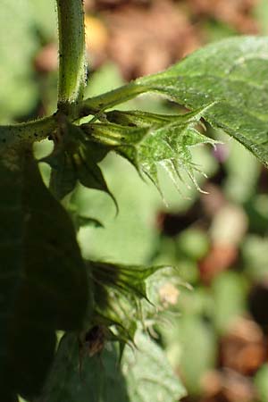 Ballota nigra subsp. nigra \ Echte Schwarznessel, Langzhnige Schwarznessel / Black Horehound, D Berlin-Charlottenburg 30.10.2017