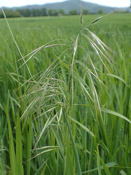 Bromus sterilis \ Taube Trespe / Poverty Brome, D Alsbach-Hähnlein 28.4.2018