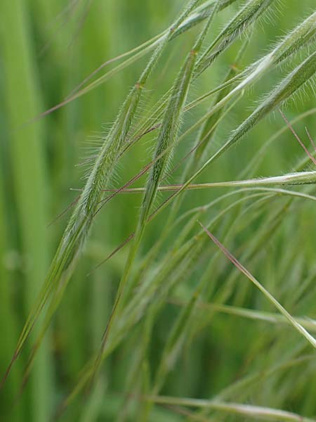 Bromus sterilis \ Taube Trespe / Poverty Brome, D Alsbach-Hähnlein 28.4.2018