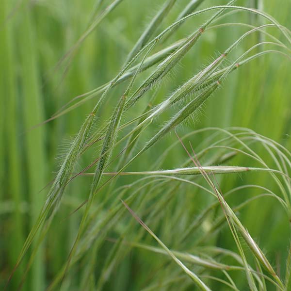 Bromus sterilis \ Taube Trespe / Poverty Brome, D Alsbach-Hähnlein 28.4.2018