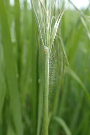 Bromus sterilis \ Taube Trespe / Poverty Brome, D Alsbach-Hähnlein 28.4.2018