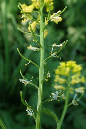 Barbarea arcuata \ Bogenfrchtiges Barbarakraut / Yellow Rocket, D Frankfurt-Nied 7.5.2018