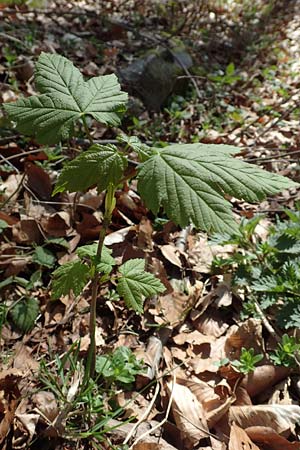 Acer pseudoplatanus / Sycamore Maple, D Odenwald, Fürth 10.4.2020