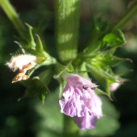 Ballota nigra subsp. nigra \ Echte Schwarznessel, Langzhnige Schwarznessel / Black Horehound, D Brandenburg, Havelaue-Strodehne 18.9.2020