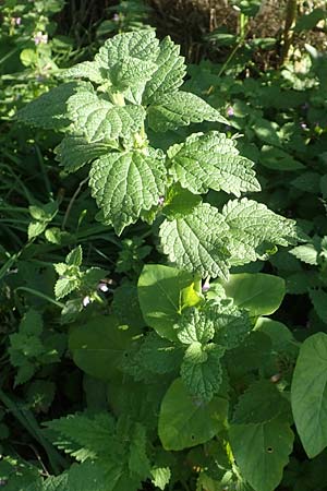 Ballota nigra subsp. nigra \ Echte Schwarznessel, Langzhnige Schwarznessel / Black Horehound, D Brandenburg, Havelaue-Strodehne 18.9.2020