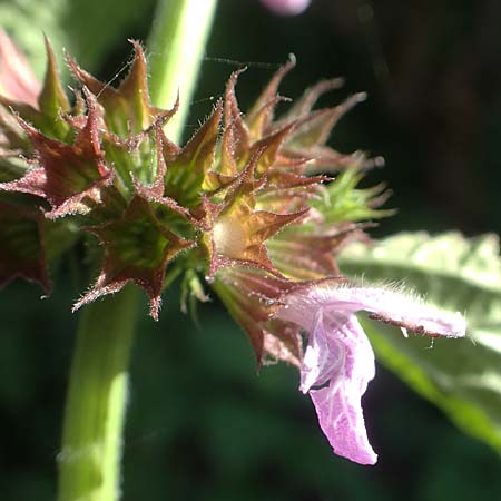 Ballota nigra subsp. nigra \ Echte Schwarznessel, Langzhnige Schwarznessel, D Brandenburg, Havelaue-Strodehne 18.9.2020