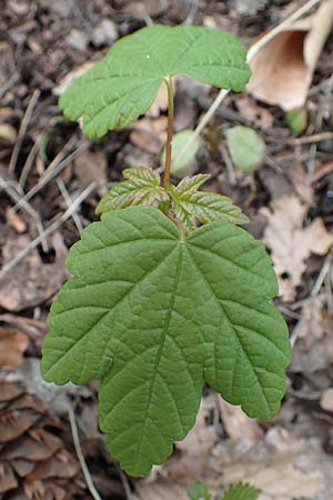 Acer pseudoplatanus \ Berg-Ahorn, D Weinheim an der Bergstraße 18.4.2021