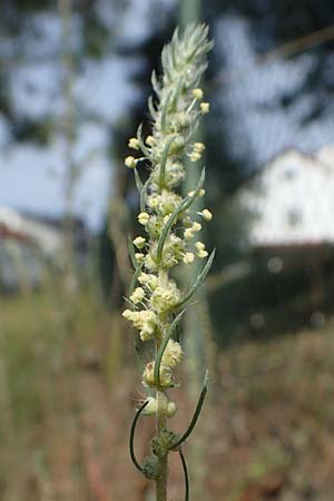 Bassia laniflora / Sand Bassia, Wooly Smotherweed, D Sandhausen 13.8.2021