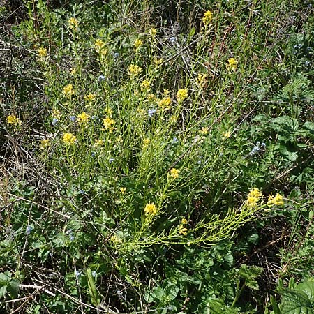 Barbarea arcuata \ Bogenfrchtiges Barbarakraut / Yellow Rocket, D Taunusstein 30.5.2023