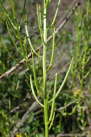 Barbarea arcuata \ Bogenfrchtiges Barbarakraut / Yellow Rocket, D Taunusstein 30.5.2023