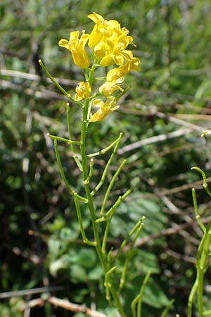 Barbarea arcuata \ Bogenfrchtiges Barbarakraut / Yellow Rocket, D Taunusstein 30.5.2023