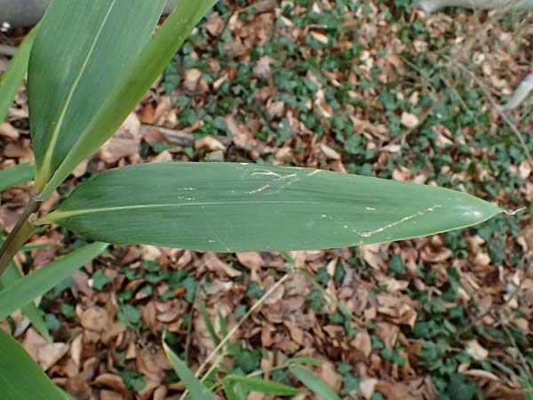 Poaceae spec2 ? / Grass, D Ludwigshafen 20.2.2024