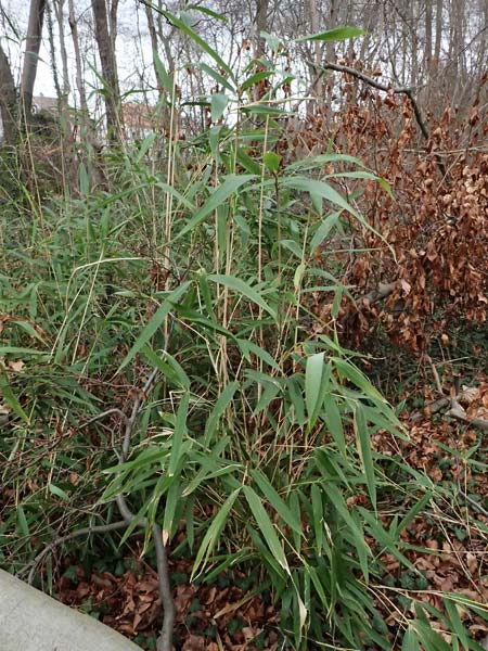 Poaceae spec2 ? \ Gras, D Ludwigshafen 20.2.2024