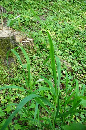 Bromus benekenii \ Raue Wald-Trespe, Benekens Wald-Trespe / Beneken's Brome, D Hockenheim 10.5.2015