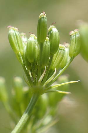 Bunium bulbocastanum \ Gewhnliche Erdkastanie, Knollen-Kmmel / Great Pignut, D Weinheim an der Bergstraße 18.6.2017