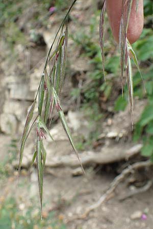 Bromus benekenii \ Raue Wald-Trespe, Benekens Wald-Trespe / Beneken's Brome, D Spaichingen 26.6.2018