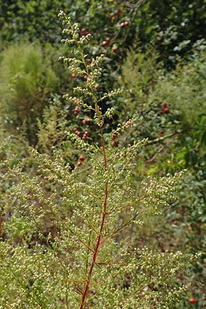 Artemisia scoparia \ Besen-Beifu / Redstem Wormwood, Virgate Sagebrush, D Offenburg 13.9.2019