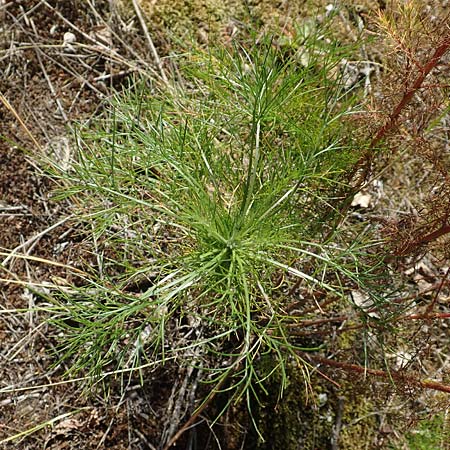Artemisia scoparia / Redstem Wormwood, Virgate Sagebrush, D Offenburg 13.9.2019
