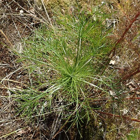 Artemisia scoparia \ Besen-Beifu / Redstem Wormwood, Virgate Sagebrush, D Offenburg 13.9.2019