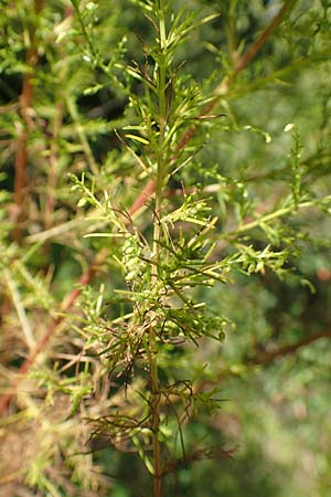 Artemisia scoparia \ Besen-Beifu / Redstem Wormwood, Virgate Sagebrush, D Offenburg 13.9.2019