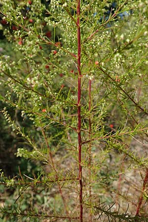 Artemisia scoparia / Redstem Wormwood, Virgate Sagebrush, D Offenburg 13.9.2019