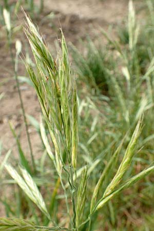 Bromus carinatus \ Gekielte Trespe, Platthren-Trespe / Mountain Brome, California Brome, D Weinheim an der Bergstraße 15.6.2015