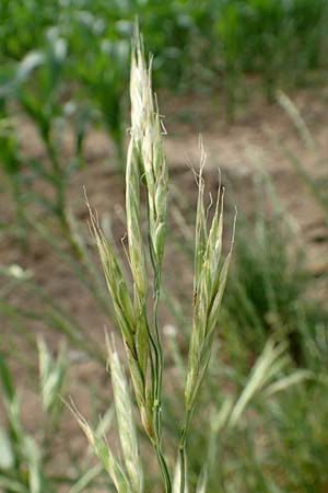 Bromus carinatus \ Gekielte Trespe, Platthren-Trespe, D Weinheim an der Bergstraße 15.6.2015