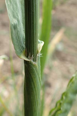 Bromus carinatus \ Gekielte Trespe, Platthren-Trespe / Mountain Brome, California Brome, D Weinheim an der Bergstraße 15.6.2015