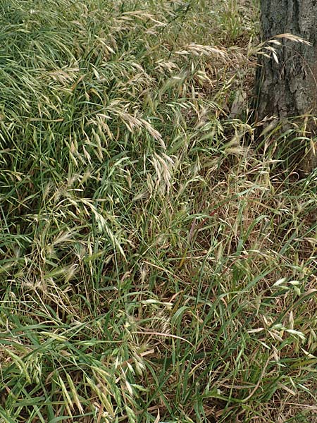 Bromus catharticus \ Purgier-Trespe, Pampas-Trespe / Rescue Brome, D Weinheim an der Bergstraße 15.6.2015