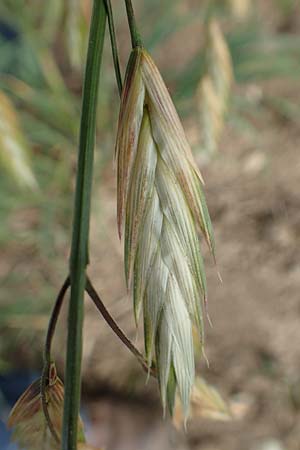 Bromus catharticus \ Purgier-Trespe, Pampas-Trespe / Rescue Brome, D Weinheim an der Bergstraße 15.6.2015