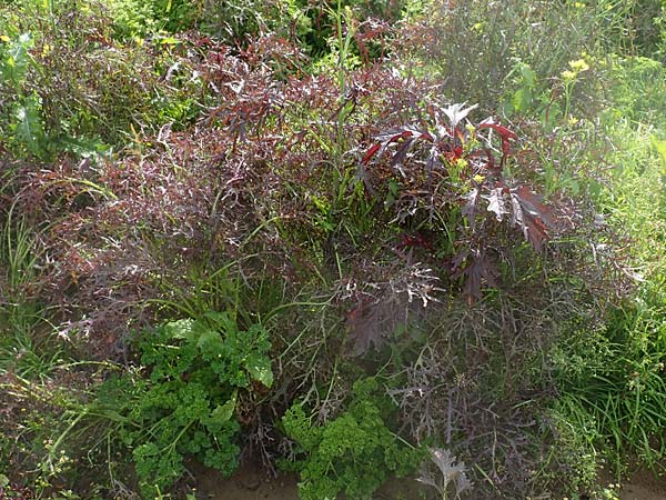 Brassica juncea \ Ruten-Kohl, Brauner Senf, D Karlsruhe 3.10.2015