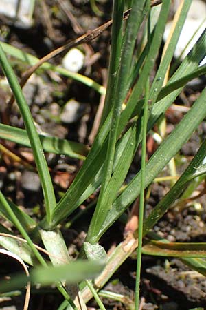 Blysmus compressus \ Platthalm-Quellried, Zusammengedrckte Quellbinse, D Pfronten 28.6.2016