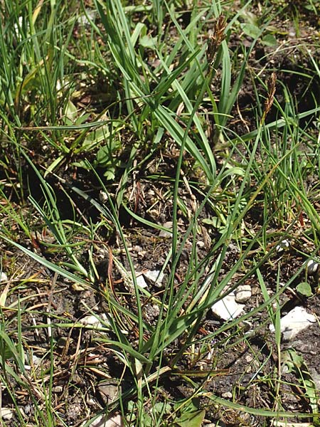 Blysmus compressus \ Platthalm-Quellried, Zusammengedrckte Quellbinse / Flat-Sedge, D Pfronten 28.6.2016