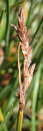 Blysmus compressus \ Platthalm-Quellried, Zusammengedrckte Quellbinse, D Pfronten 28.6.2016