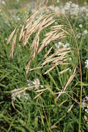 Bromus inermis, Grannenlose Trespe