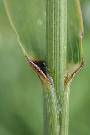 Bromus inermis \ Grannenlose Trespe / Hungarian Brome, D Heidelberg 12.7.2017