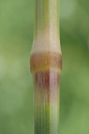 Bromus inermis / Hungarian Brome, D Heidelberg 12.7.2017