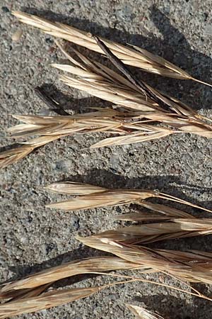 Bromus inermis / Hungarian Brome, D Heidelberg 12.7.2017