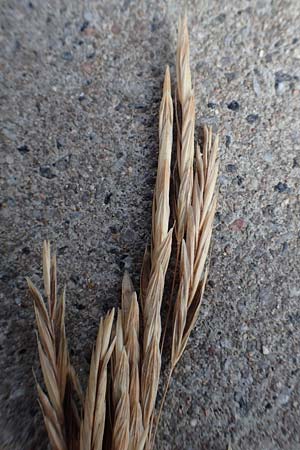 Bromus inermis \ Grannenlose Trespe, D Heidelberg 12.7.2017