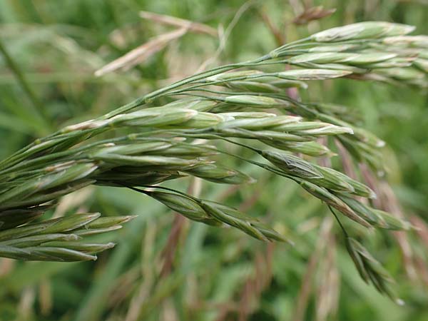 Bromus inermis \ Grannenlose Trespe, D Heidelberg 2.6.2018